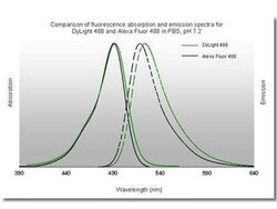 Rabbit anti-Mouse IgG2a Heavy Chain Secondary Antibody, DyLight 488, Novus